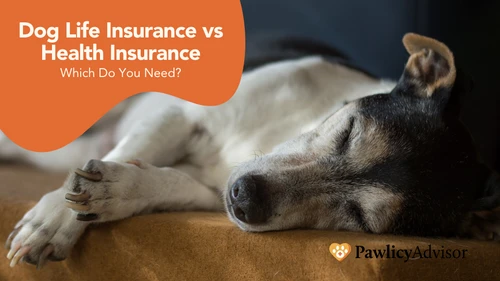 Happy dog with owner in Chula Vista park