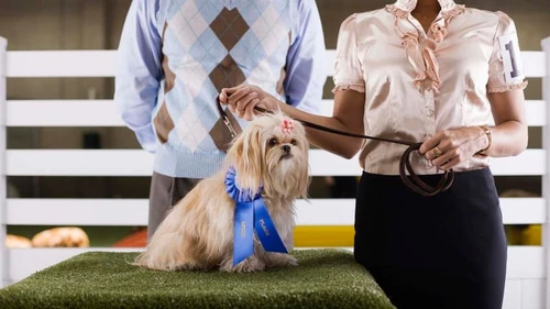 Veterinarian examining a dog in Chula Vista clinic